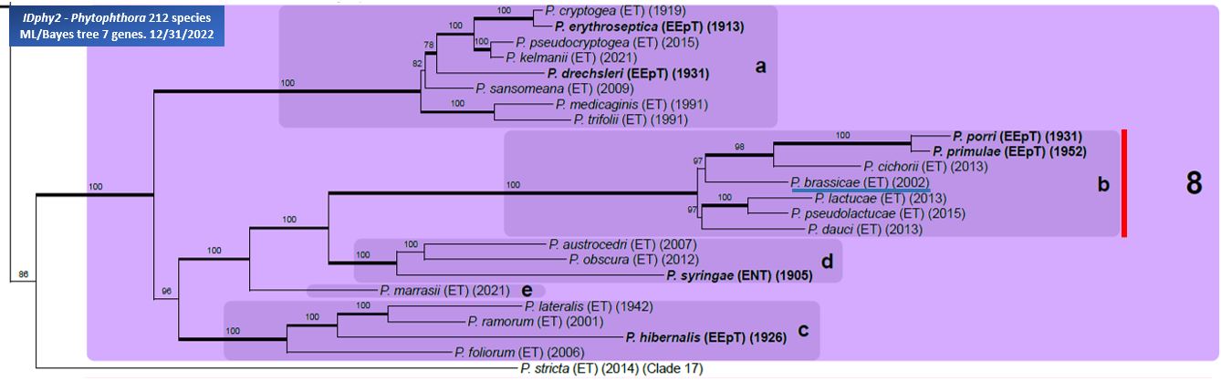    Phytophthora  spp. in subclade 8b : portion of the seven-loci ML phylogeny featuring the type cultures of 212 described species (by T. Bourret). Notice the position of   P. brassicae  Ex-type CBS 179.87 = Samp;T BL 8 . Gloria Abad, USDA Samp;T.
